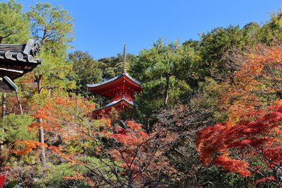🍁 이마쿠마노 관음사(이마쿠마노칸논지)